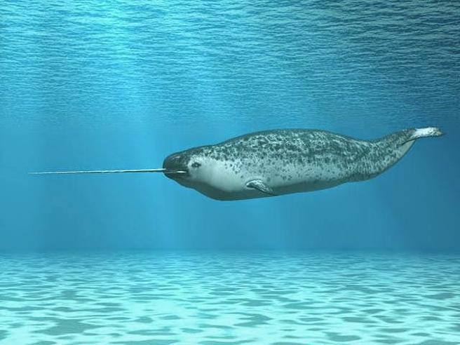EL COLMILLO GIGANTE DEL UNICORNIO MARINO